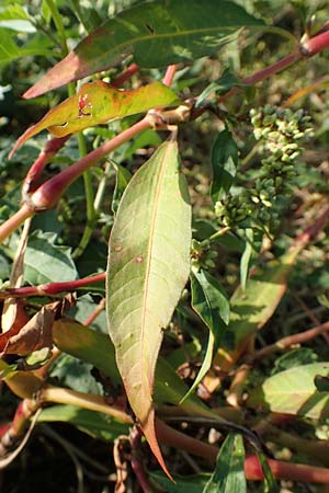 Persicaria lapathifolia subsp. pallida \ Acker-Ampfer-Knterich, D Maxdorf 18.10.2018