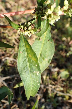 Persicaria lapathifolia subsp. pallida \ Acker-Ampfer-Knterich, D Maxdorf 18.10.2018