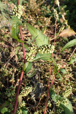 Persicaria lapathifolia subsp. pallida \ Acker-Ampfer-Knterich, D Maxdorf 18.10.2018