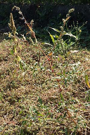 Persicaria lapathifolia subsp. pallida \ Acker-Ampfer-Knterich / Pale Persicaria, D Maxdorf 18.10.2018