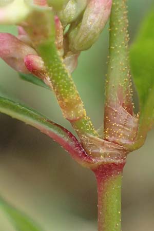 Persicaria pensylvanica / Pennsylvania Smartweed, D Köln-Langel 22.10.2018