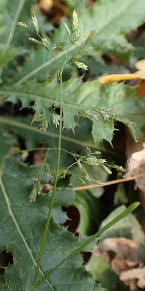 Poa palustris \ Sumpf-Rispengras / Swamp Meadow Grass, D Neckarsteinach 9.11.2018