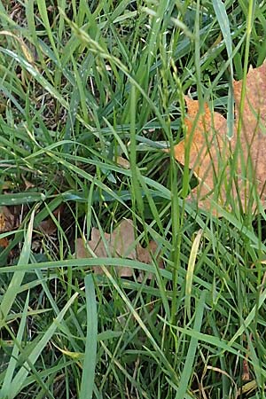 Poa palustris \ Sumpf-Rispengras / Swamp Meadow Grass, D Neckarsteinach 9.11.2018