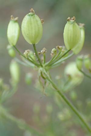 Peucedanum palustre / Marsh Hog's Parsley, Milk Parsley, D Gelderswoog 10.9.2019