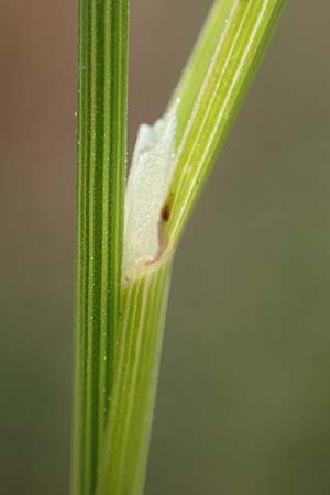 Poa palustris \ Sumpf-Rispengras / Swamp Meadow Grass, D Mannheim 15.9.2019