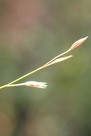 Poa palustris \ Sumpf-Rispengras / Swamp Meadow Grass, D Mannheim 15.9.2019