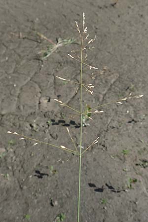 Poa palustris \ Sumpf-Rispengras / Swamp Meadow Grass, D Mannheim 15.9.2019