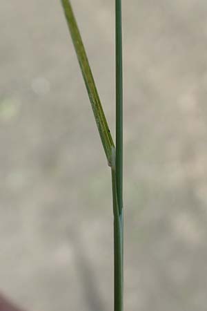 Poa palustris \ Sumpf-Rispengras / Swamp Meadow Grass, D Mannheim 15.9.2019