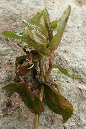 Potamogeton perfoliatus \ Durchwachsenes Laichkraut / Perfoliate Pontweed, D Groß-Gerau 5.10.2019
