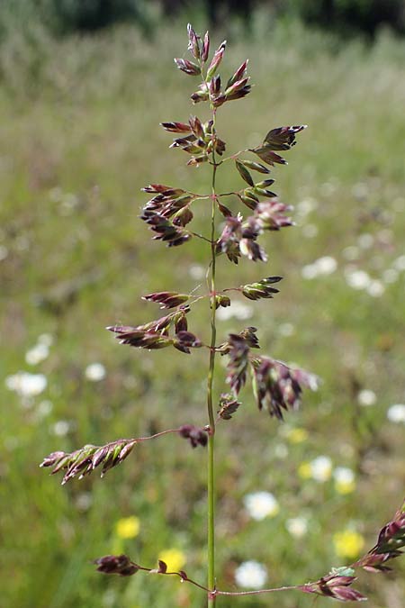 Poa pratensis \ Wiesen-Rispengras, Wiesenrispe / Smooth Meadow Grass, Kentucky Blue Grass, D Durmersheim 1.6.2021