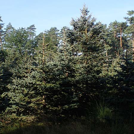 Picea pungens \ Blaue Stech-Fichte / Blue Spruce, D Elmpt 6.9.2021