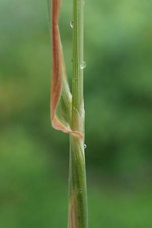 Alopecurus myosuroides \ Acker-Fuchsschwanz / Black-Grass, D Rhön, Gersfeld 23.6.2023