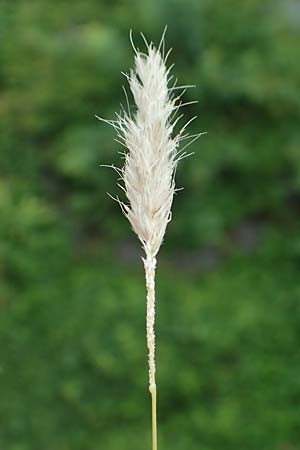 Alopecurus myosuroides \ Acker-Fuchsschwanz / Black-Grass, D Rhön, Gersfeld 23.6.2023