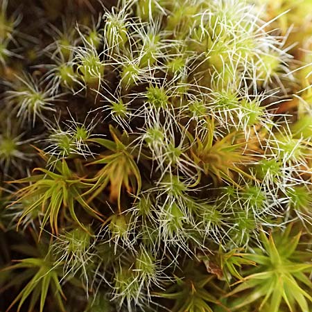 Polytrichum piliferum \ Glashaar-Widertonmoos, Haartragendes Frauenhaarmoos / Awned Haircap Moss, D Böhl-Iggelheim 2.7.2023