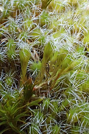 Polytrichum piliferum \ Glashaar-Widertonmoos, Haartragendes Frauenhaarmoos / Awned Haircap Moss, D Böhl-Iggelheim 2.7.2023
