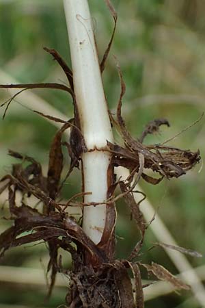 Phleum pratense \ Wiesen-Lieschgras, D Meißner 3.8.2023