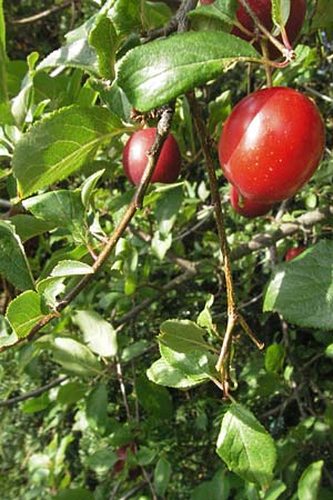 Prunus cerasifera \ Kirschpflaume / Cherry Plum, D Neuleiningen 27.7.2007