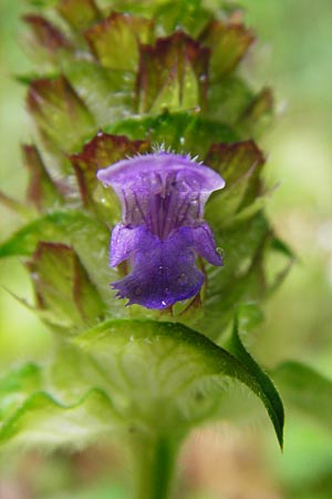 Prunella vulgaris \ Gemeine Braunelle, Kleine Braunelle / Selfheal, D Odenwald, Unterflockenbach 27.6.2015