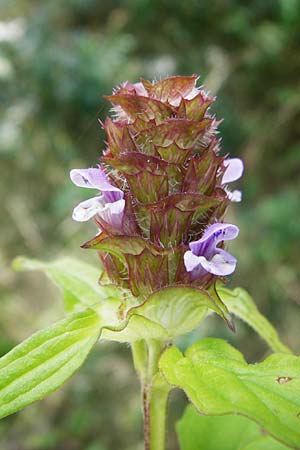 Prunella vulgaris \ Gemeine Braunelle, Kleine Braunelle / Selfheal, D Graben-Neudorf 28.6.2015