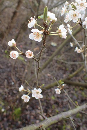 Prunus spinosa \ Schlehe, Schwarzdorn, D Mannheim 5.3.2016