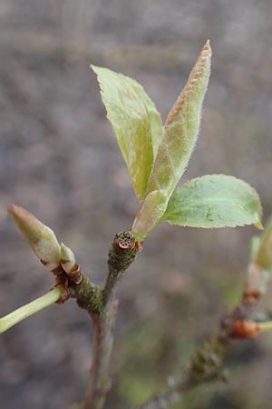 Prunus spinosa \ Schlehe, Schwarzdorn / Sloe, Blackthorn, D Mannheim 5.3.2016