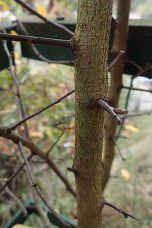 Prunus cerasifera \ Kirschpflaume, D Heidelberg 26.10.2017