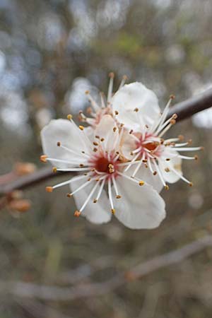 Prunus cerasifera \ Kirschpflaume / Cherry Plum, D Mannheim 29.3.2018