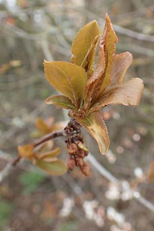 Prunus cerasifera \ Kirschpflaume / Cherry Plum, D Mannheim 29.3.2018