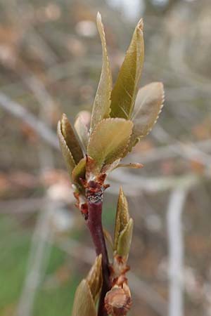 Prunus cerasifera \ Kirschpflaume / Cherry Plum, D Mannheim 29.3.2018