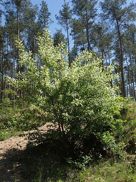 Prunus serotina \ Späte Traubenkirsche / Rum Drupes, D Schwetzingen 8.5.2018