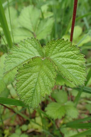 Potentilla rupestris \ Felsen-Fingerkraut / Rock Cinquefoil, D Gochsheim 17.5.2018