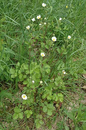 Potentilla rupestris \ Felsen-Fingerkraut, D Gochsheim 17.5.2018