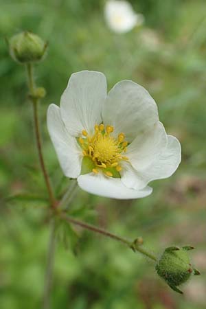 Potentilla rupestris \ Felsen-Fingerkraut / Rock Cinquefoil, D Gochsheim 17.5.2018