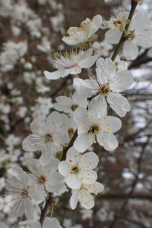 Prunus cerasifera \ Kirschpflaume / Cherry Plum, D Schwetzingen 14.3.2020