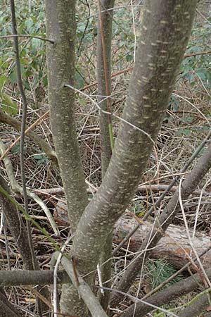 Prunus cerasifera \ Kirschpflaume, D Schwetzingen 14.3.2020