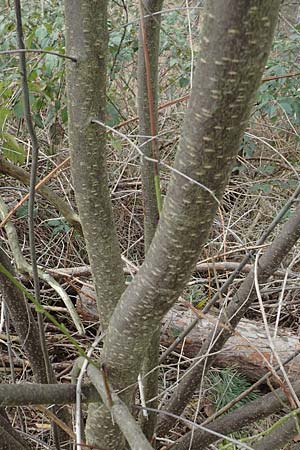 Prunus cerasifera \ Kirschpflaume / Cherry Plum, D Schwetzingen 14.3.2020