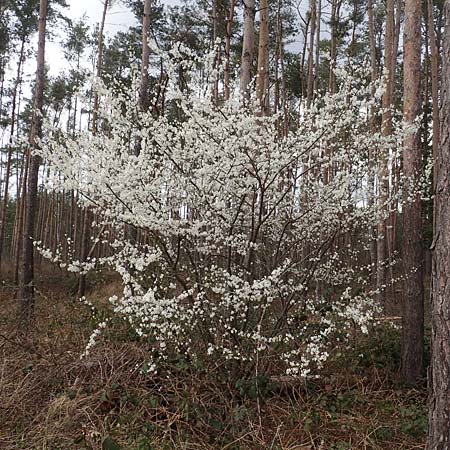 Prunus cerasifera \ Kirschpflaume / Cherry Plum, D Schwetzingen 14.3.2020
