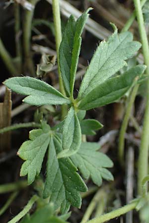 Potentilla rhenana \ Rheinisches Hgel-Fingerkraut / Rhenish Cinquefoil, D Hatzenport 19.6.2022