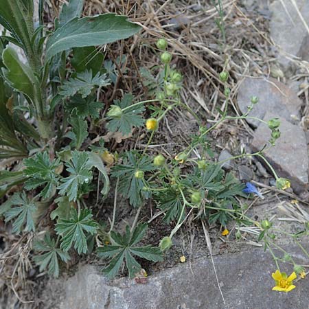 Potentilla rhenana \ Rheinisches Hgel-Fingerkraut, D Hatzenport 19.6.2022