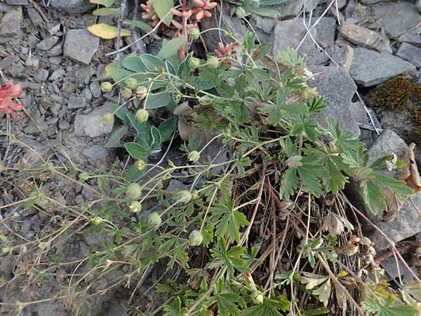 Potentilla rhenana \ Rheinisches Hgel-Fingerkraut / Rhenish Cinquefoil, D Hatzenport 19.6.2022