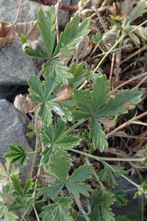 Potentilla rhenana \ Rheinisches Hgel-Fingerkraut, D Hatzenport 19.6.2022