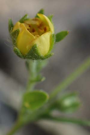 Potentilla rhenana \ Rheinisches Hgel-Fingerkraut, D Hatzenport 19.6.2022