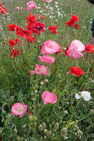 Papaver rhoeas / Common Poppy, D Thüringen, Herrnschwende 14.6.2023