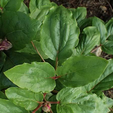 Paeonia mascula subsp. russoi \ Russos Pfingstrose / Russo's Peony, D  8.4.2024