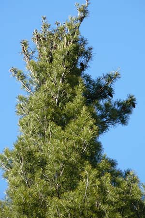 Pinus strobus / Eastern White Pine, D Michelstadt 28.4.2016