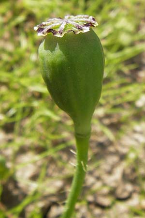 Papaver setigerum \ Borsten-Mohn, D  8.6.2013