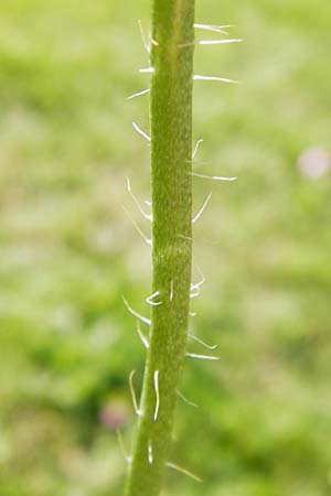 Papaver setigerum \ Borsten-Mohn, D  8.6.2013