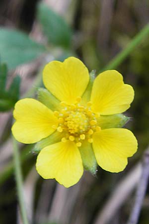 Potentilla subarenaria \ Falsches Sand-Fingerkraut, D Kraichtal-Oberöwisheim 5.5.2015