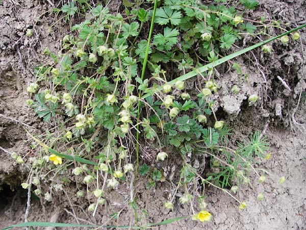 Potentilla subarenaria \ Falsches Sand-Fingerkraut / Spring Cinquefoil, D Kraichtal-Oberöwisheim 5.5.2015