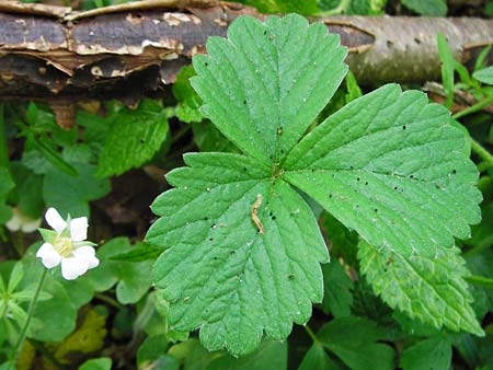 Potentilla sterilis \ Erdbeer-Fingerkraut, D Schweinfurt 9.5.2015